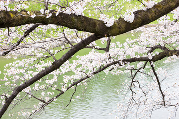 (東京都ｰ都市風景)千鳥ヶ淵の桜１