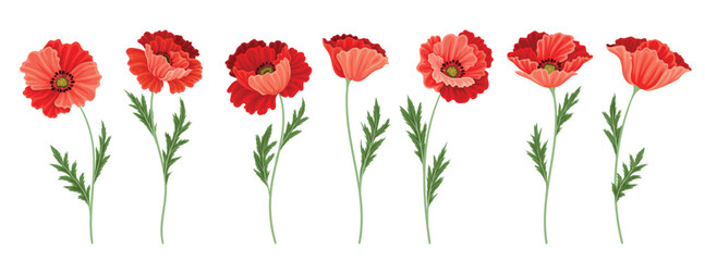 Fototapeta premium Set of beautiful red poppies. Stickers with herbaceous or field plants or flowers. Gardening or botany. Design elements for postcards. Cartoon flat vector collection isolated on white background