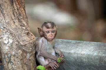 可愛いサル
