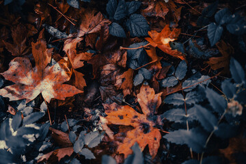 leaves on fire