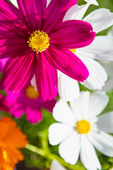 Fototapeta premium コスモスの一輪をクローズアップ 