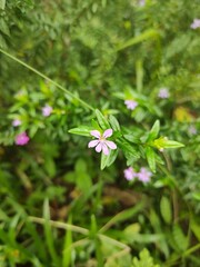 Ornamental plant with leaves and small flowers that live in nature. Cuphea hyssopifolia, Taiwan beauty