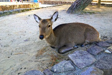 宮島の鹿