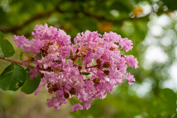 サルスベリ（百日紅）