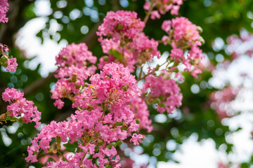 サルスベリ（百日紅）