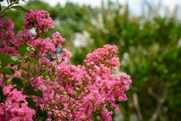 サルスベリ（百日紅）