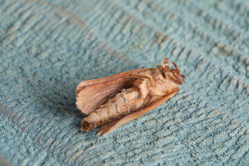 Brown common clothing moth on light textured background, closeup