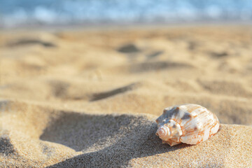 Fototapeta na wymiar Beautiful seashell on sandy beach near sea, closeup. Space for text