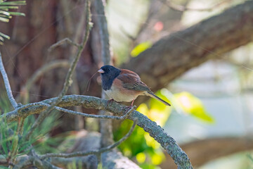 Dark Eyed Junco in Oregon Phase Colors