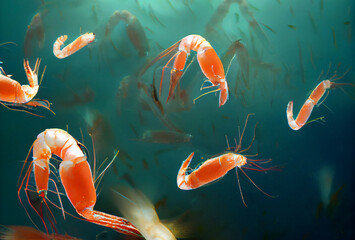 drawing with shrimp under water. The life of shrimp.