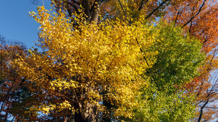 Fototapeta premium 晩秋の樹々