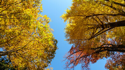 晩秋の樹々