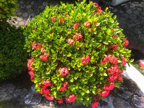 Ixora flower or ashoka flower bloom in the garden 