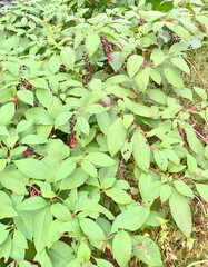 ヨウシュヤマブドウ