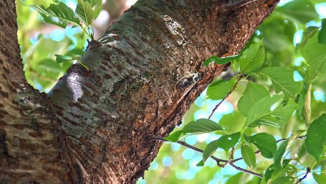 桜の木の下で求愛する真夏のアブラゼミ