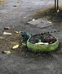 Lizard gazes in the town square