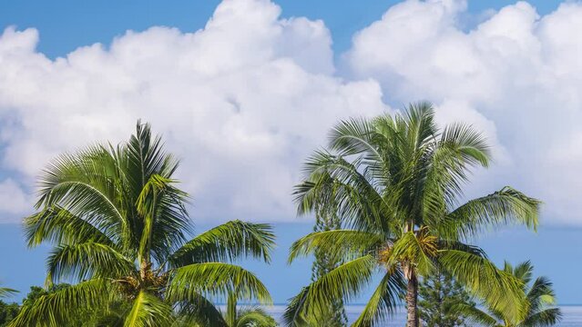 Time lapse of the clouds moving behind palm trees on the Big Island of Hawaii.