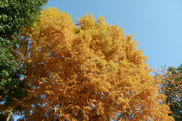 Fototapeta premium ラクウショウの黄葉