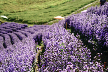 Margaret flower field  On Khao Kho, Thailand  Beautiful purple flowers, Margaret flowers, are...