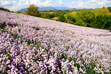 Margaret flower field  On Khao Kho, Thailand  Beautiful purple flowers, Margaret flowers, are popular for planting as ornamental plants.  and convey sincerity, true love