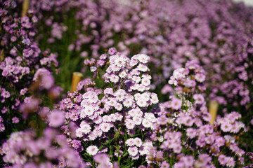 Obraz premium Margaret flower field On Khao Kho, Thailand Beautiful purple flowers, Margaret flowers, are popular for planting as ornamental plants. and convey sincerity, true love