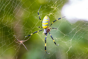 Beautiful japanese yellow joro spider in the net