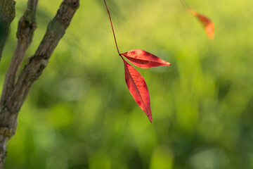 赤い葉