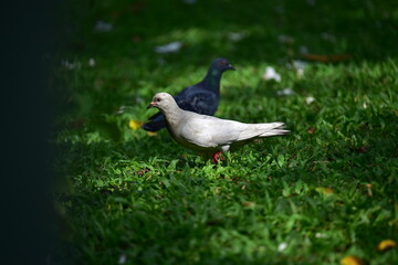 Bird in the Bangkok park.