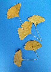 autumn leaves on the wall