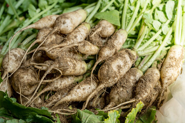 Small radish, a traditional Korean kimchi material