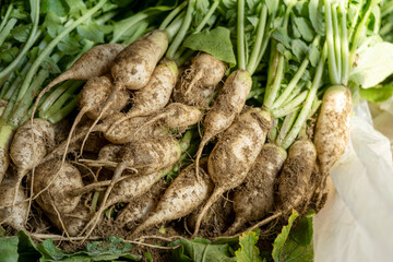 Small radish, a traditional Korean kimchi material