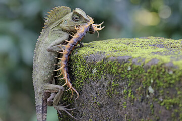 A forest dragon is preying on a centipede (Scolopendra morsitans) on a moss-covered ground. This...