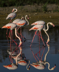Greater Flamingos with reflection foraging on the pond  