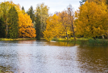 Autumn day in the park. Gold autumn.