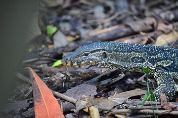 Lizard in the Bangkok Park