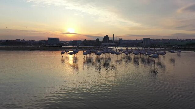 Beautiful view of flamingos in a lake  with city view in the background during sunset