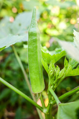 Green organic vegetable okra growing in the vegetable garden