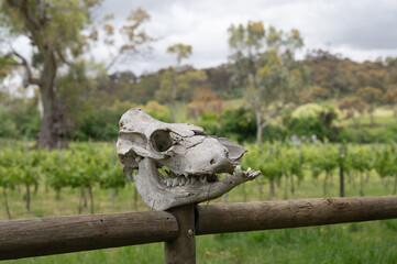 Rural Australian Farm fence decorated with animal Skulls