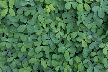 Nature Tropical foliage, leaves green plant background