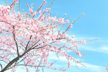 	爽やかな青空と満開の河津桜