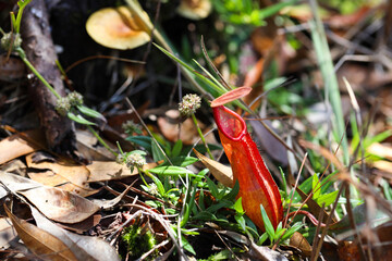 Nepenthes carnivorous plants in evergreen forest.