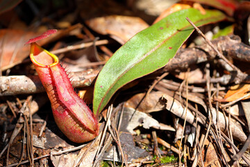 Nepenthes carnivorous plants in evergreen forest.