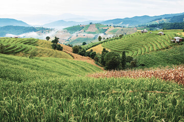 Fototapeta na wymiar landscape of Rice terrace at Ban pa bong piang in Chiang mai Thailand