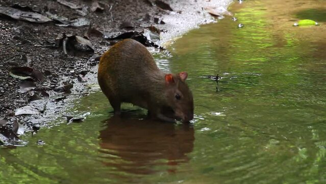 Central American agouti (Dasyprocta punctata) drinking from a small creek in Panama