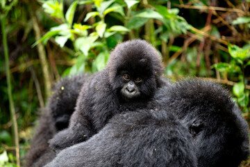 Baby Mountain Gorilla (Gorilla beringei beringei) on the back if its mother in the jungle of Rwanda.