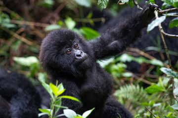 Baby Mountain Gorilla (Gorilla beringei beringei) being playful in the jungle of Rwanda.