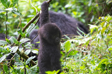 Baby Mountain Gorilla (Gorilla beringei beringei) hanging off a tree branch and being playful in the jungle of Rwanda.