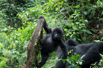 Baby Mountain Gorilla (Gorilla beringei beringei) hanging off a tree branch and being playful in the jungle of Rwanda.