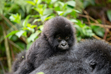 Baby Mountain Gorilla (Gorilla beringei beringei) on the back if its mother in the jungle of Rwanda.