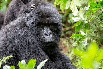 The endangered mountain gorillas (Gorilla beringei beringei) of Rwanda.
